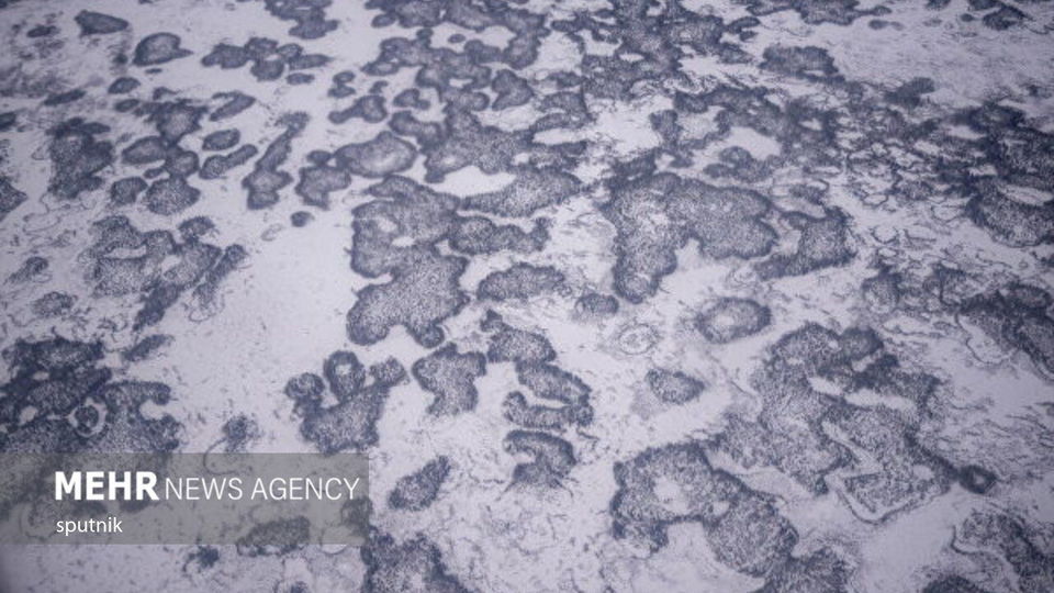 تصاویری جالب و خنده‌دار از شادی خرس‌های قطبی در چرچیل کانادا