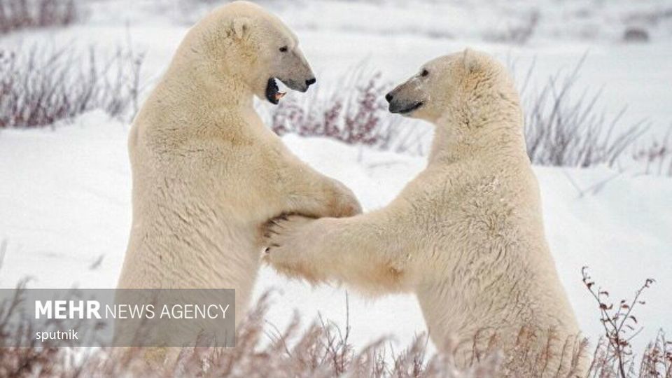 تصاویری جالب و خنده‌دار از شادی خرس‌های قطبی در چرچیل کانادا