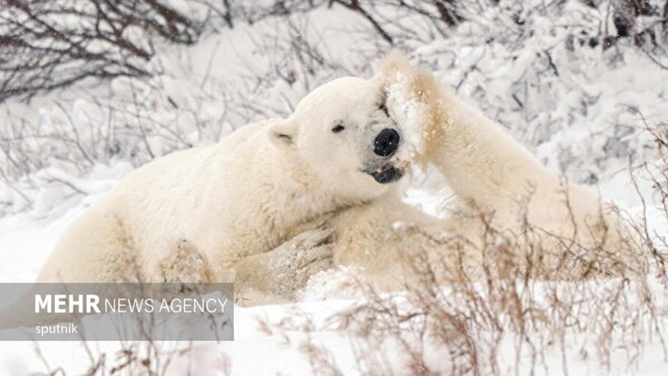تصاویری جالب و خنده‌دار از شادی خرس‌های قطبی در چرچیل کانادا