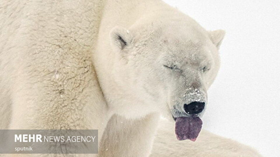 تصاویری جالب و خنده‌دار از شادی خرس‌های قطبی در چرچیل کانادا