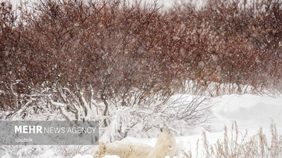 تصاویری جالب و خنده‌دار از شادی خرس‌های قطبی در چرچیل کانادا