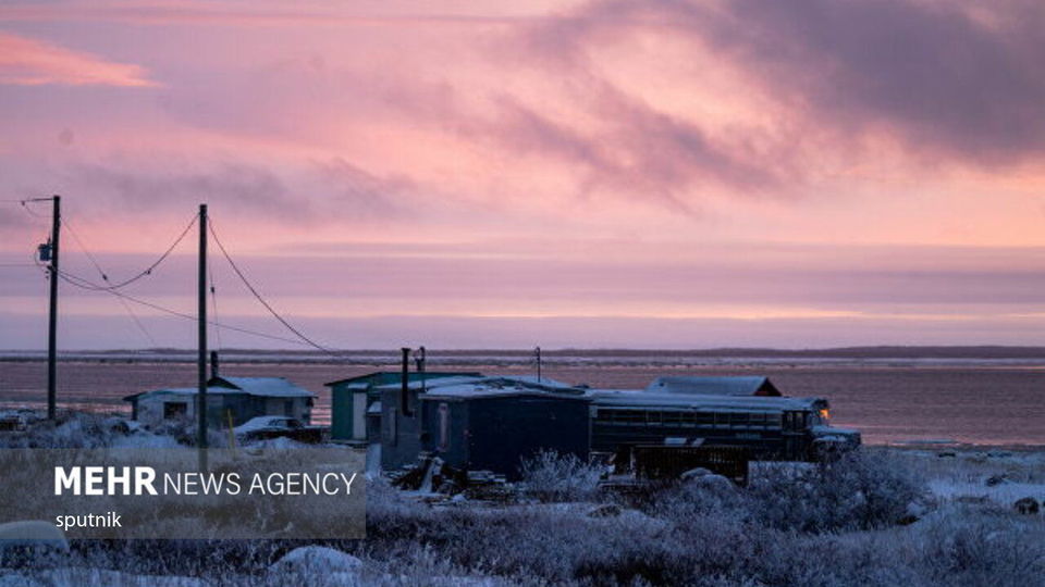 تصاویری جالب و خنده‌دار از شادی خرس‌های قطبی در چرچیل کانادا