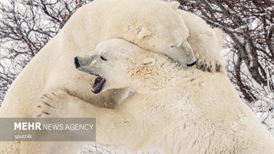 تصاویری جالب و خنده‌دار از شادی خرس‌های قطبی در چرچیل کانادا