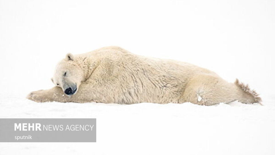 تصاویری جالب و خنده‌دار از شادی خرس‌های قطبی در چرچیل کانادا