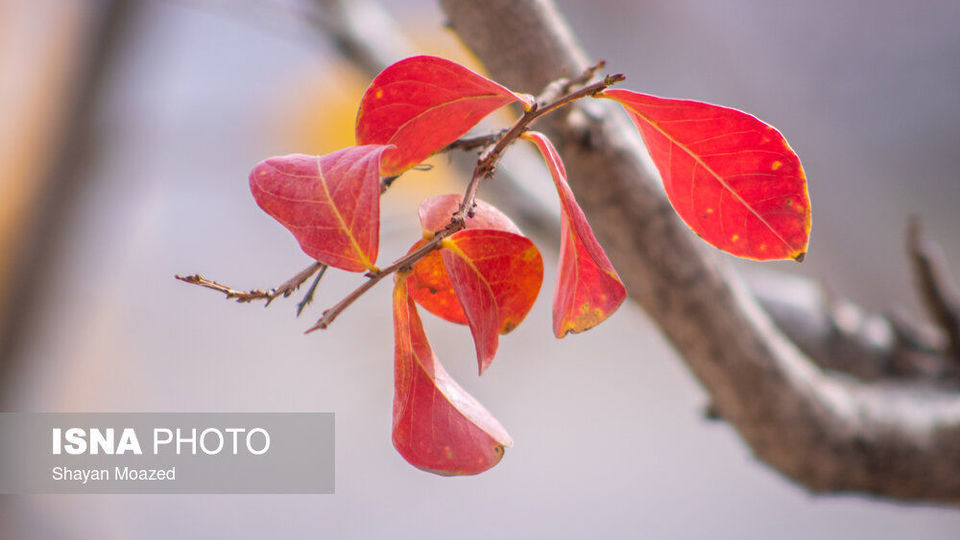 قزوین پاییزی