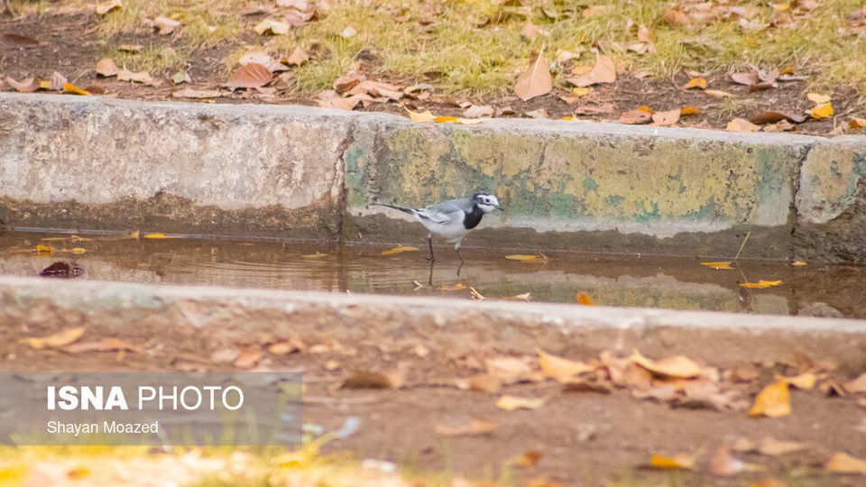 قزوین پاییزی