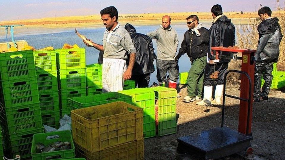صید ماهی گرم‌‏آبی در تالاب عشق آباد ری