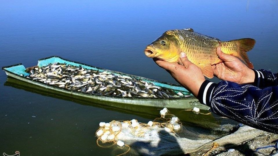 صید ماهی گرم‌‏آبی در تالاب عشق آباد ری
