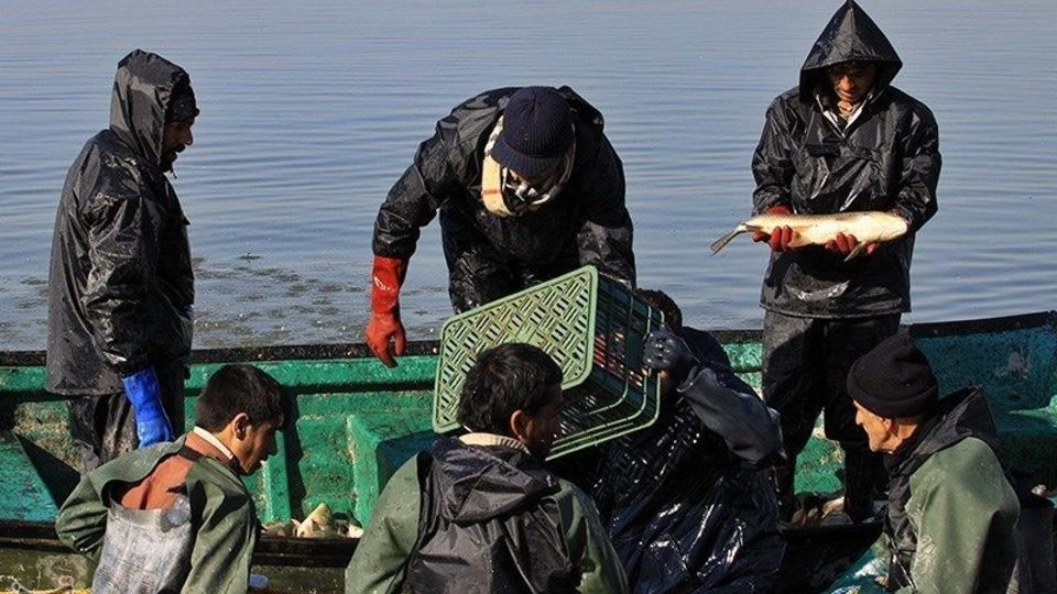 صید ماهی گرم‌‏آبی در تالاب عشق آباد ری