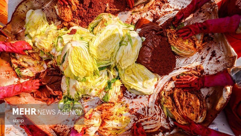 جشنواره بزرگ تهیه خوراک کیمچی در کره جنوبی