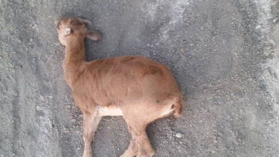 علت تلف شدن حیوانات حیات وحش در بشاگرد مشخص شد