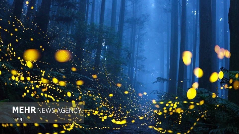 برندگان مسابقه عکس سینا