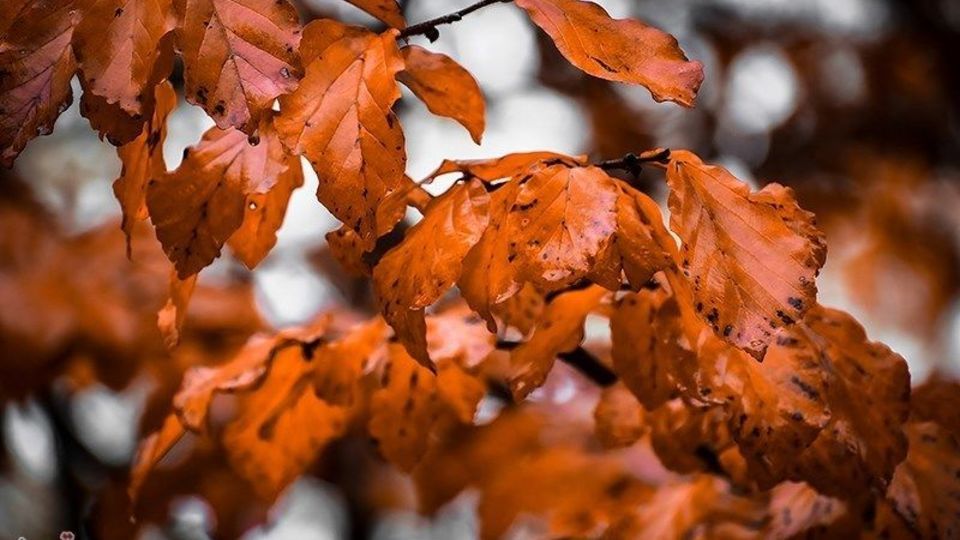 آخرین روزهای پاییز در گیلان