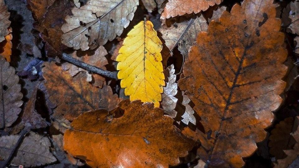 آخرین روزهای پاییز در گیلان