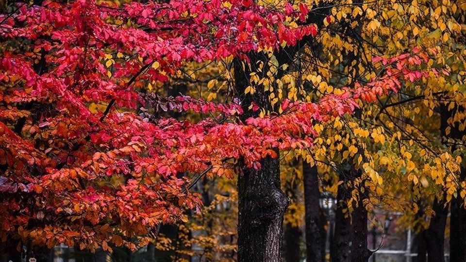 آخرین روزهای پاییز در گیلان