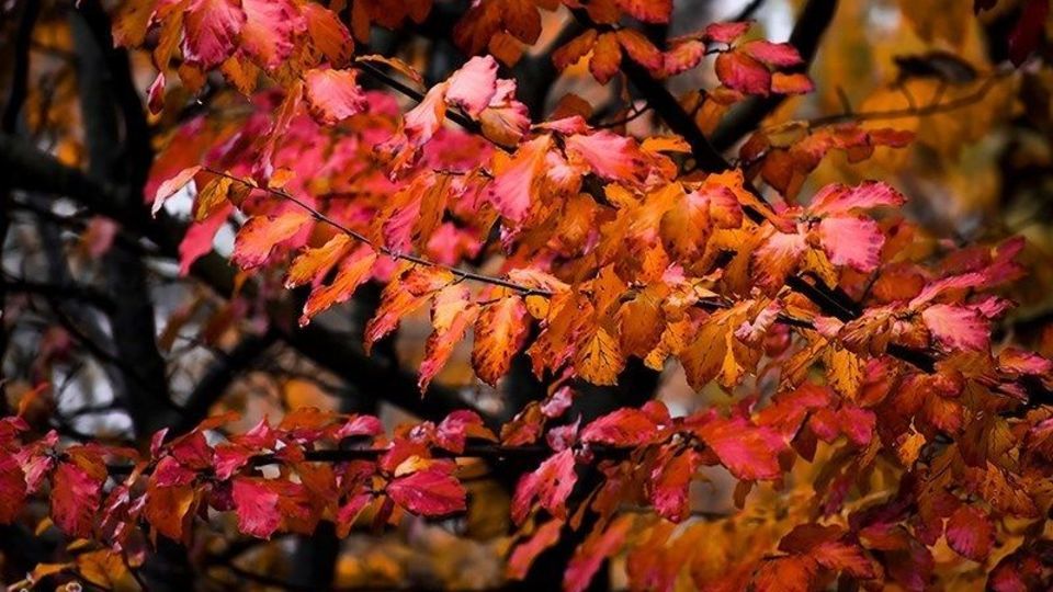 آخرین روزهای پاییز در گیلان