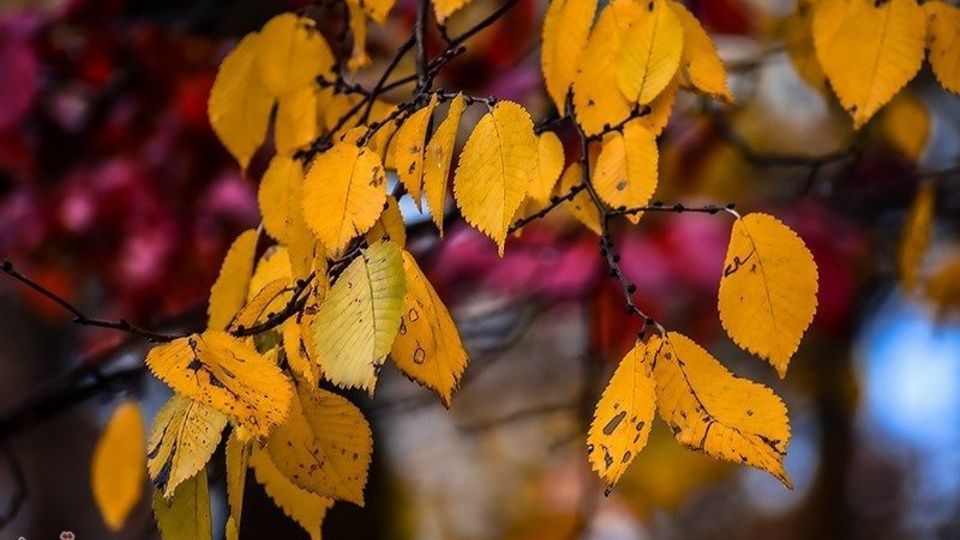 آخرین روزهای پاییز در گیلان