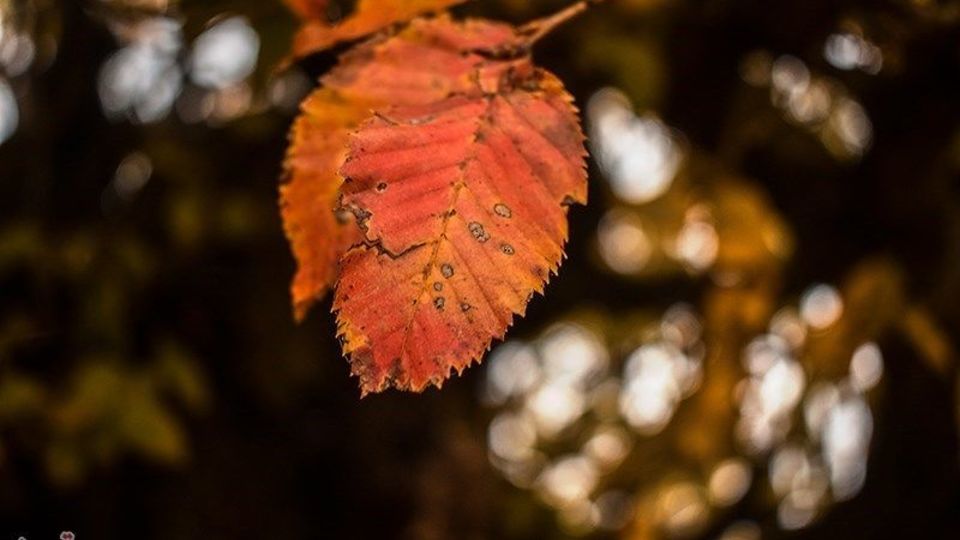 آخرین روزهای پاییز در گیلان