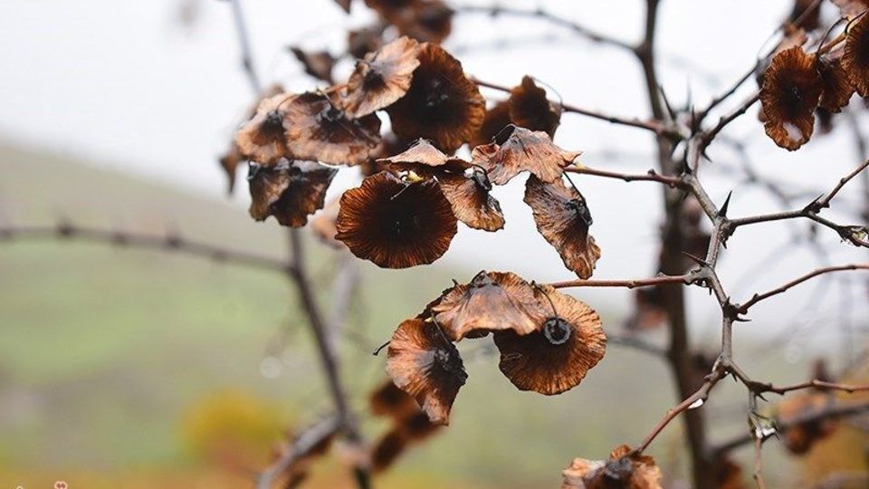 آخرین روزهای پاییز در گیلان