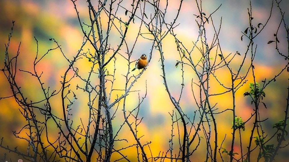 آخرین روزهای پاییز در گیلان