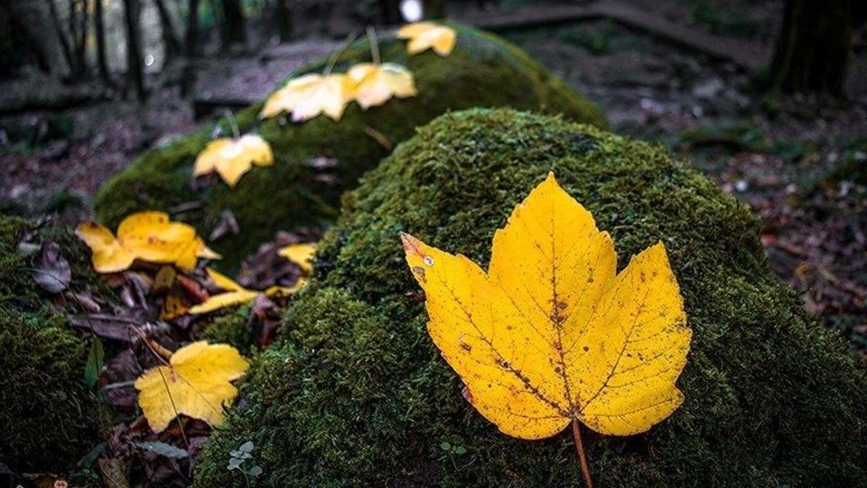 آخرین روزهای پاییز در گیلان