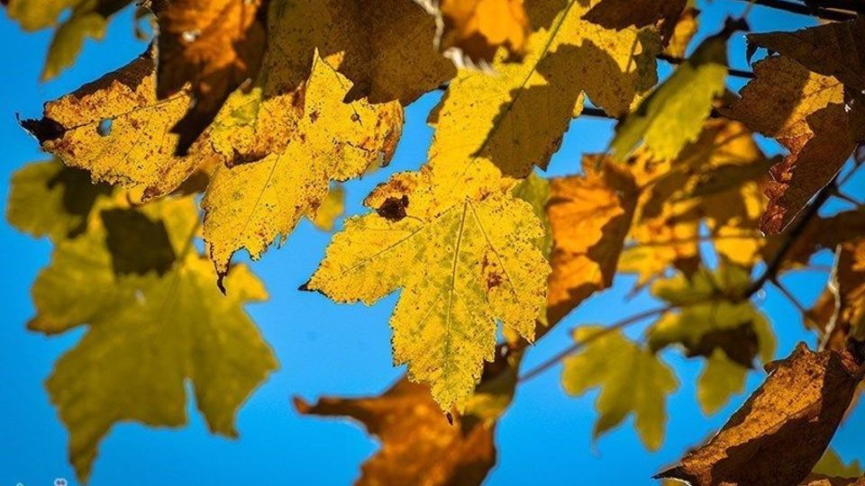 آخرین روزهای پاییز در گیلان