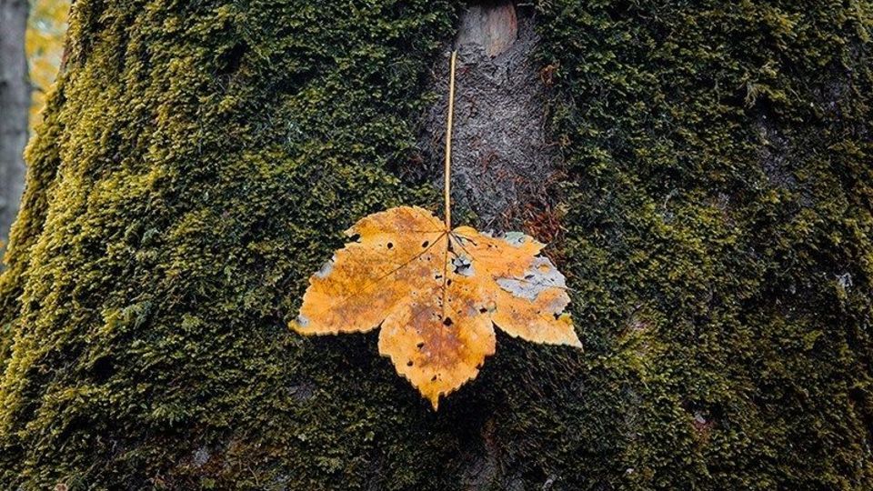 آخرین روزهای پاییز در گیلان