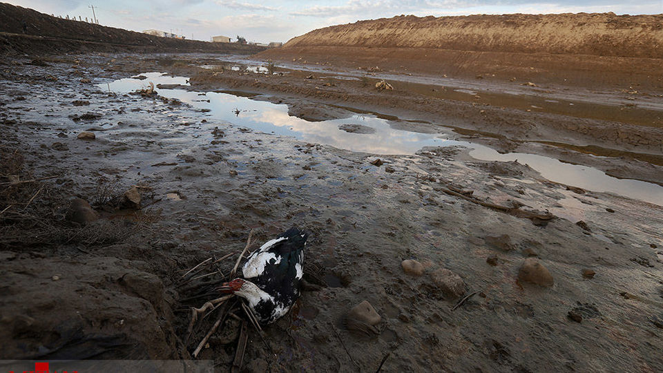 خلیج گرگان رو به مرداب شدن