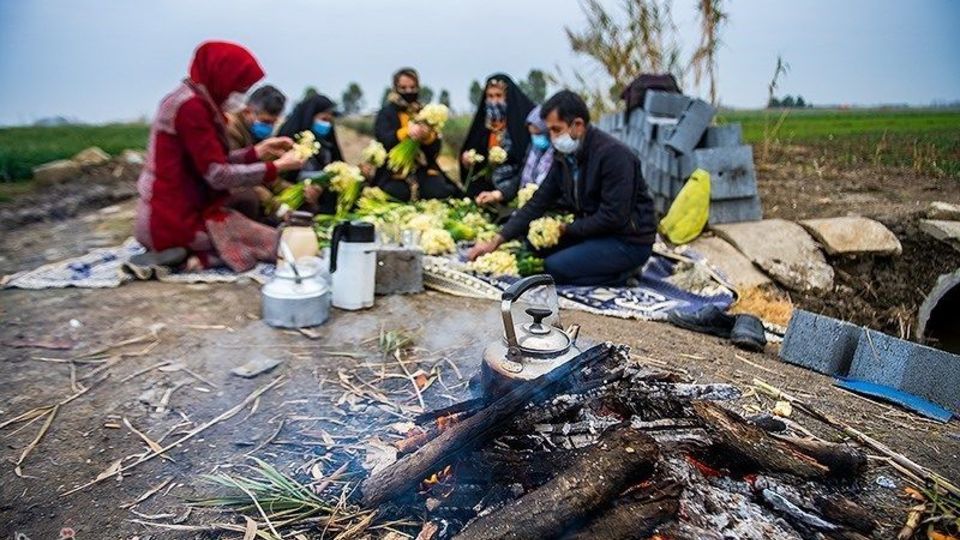 برداشت گل نرگس از مزارع مازندران