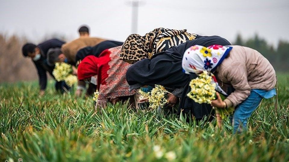 برداشت گل نرگس از مزارع مازندران