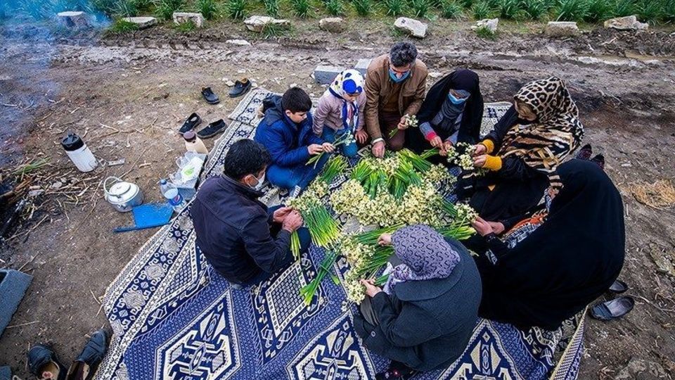 برداشت گل نرگس از مزارع مازندران