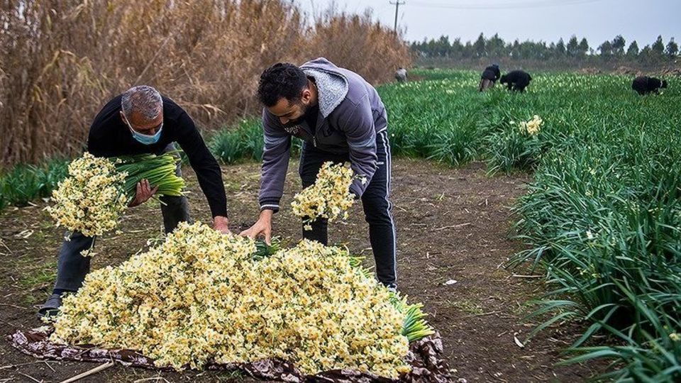 برداشت گل نرگس از مزارع مازندران