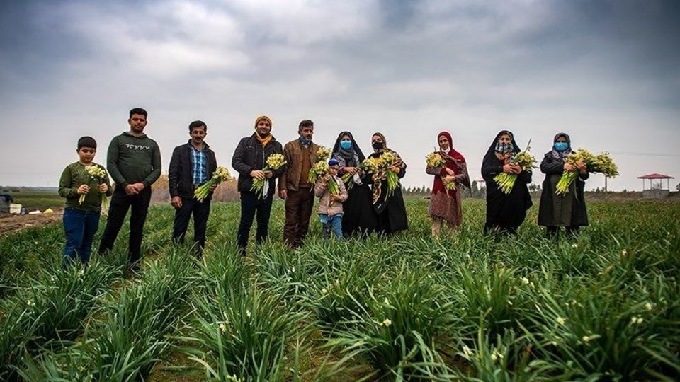 برداشت گل نرگس از مزارع مازندران