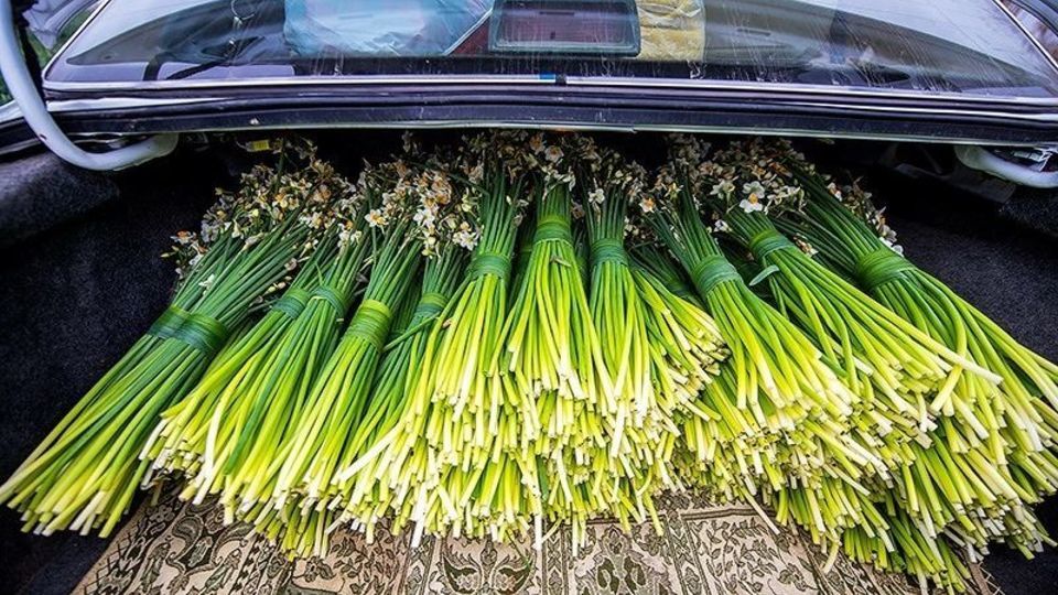 برداشت گل نرگس از مزارع مازندران
