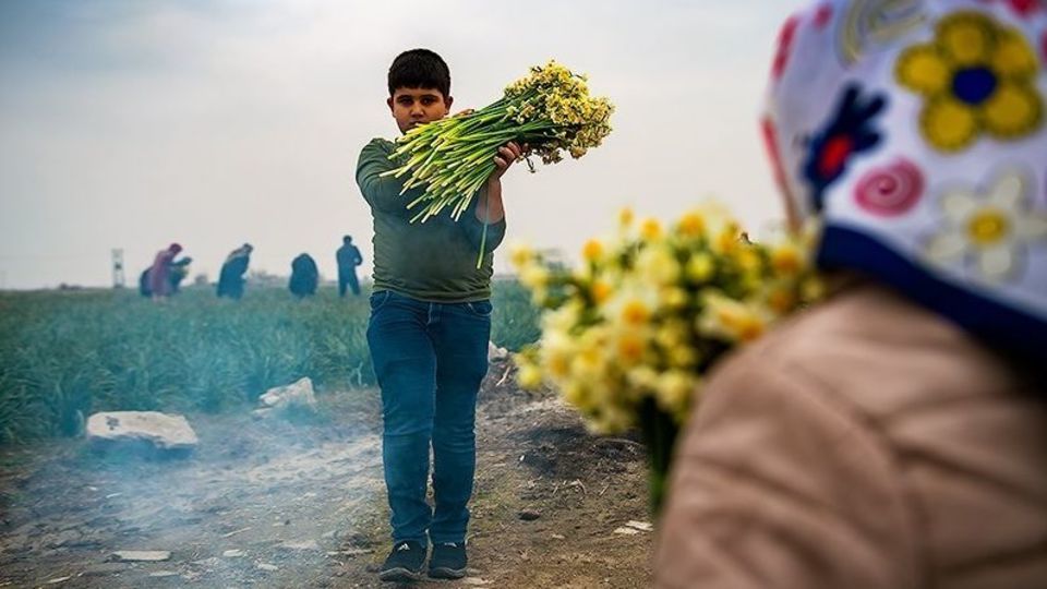 برداشت گل نرگس از مزارع مازندران