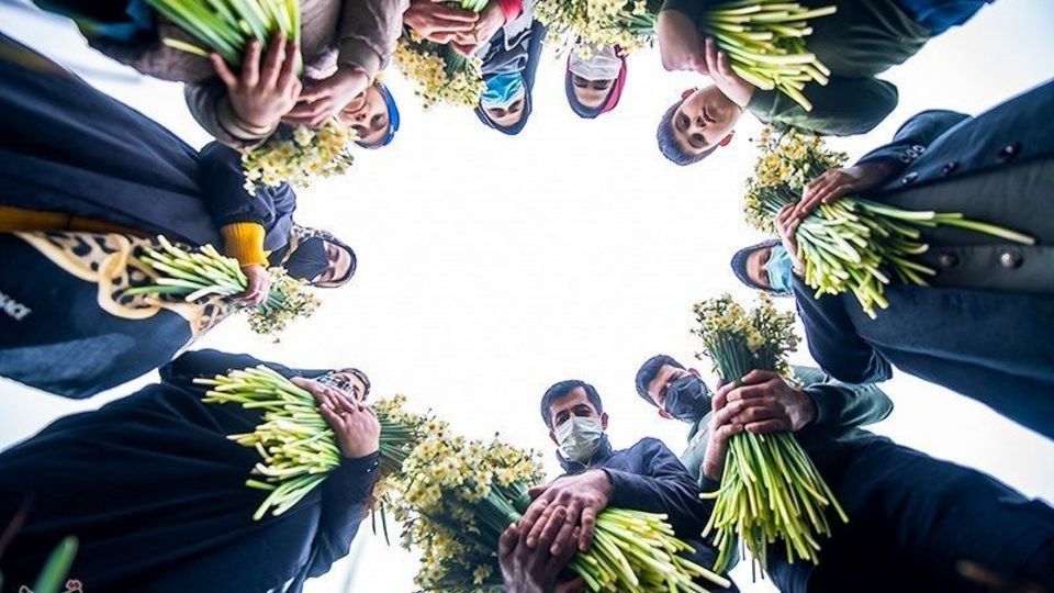 برداشت گل نرگس از مزارع مازندران