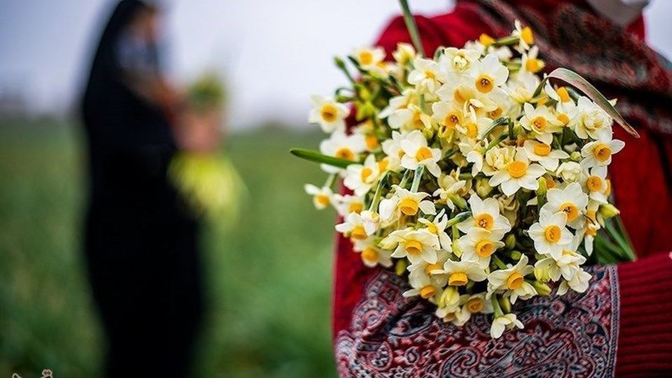 برداشت گل نرگس از مزارع مازندران
