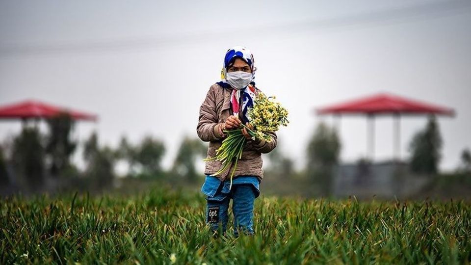 برداشت گل نرگس از مزارع مازندران