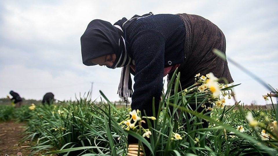 برداشت گل نرگس از مزارع مازندران