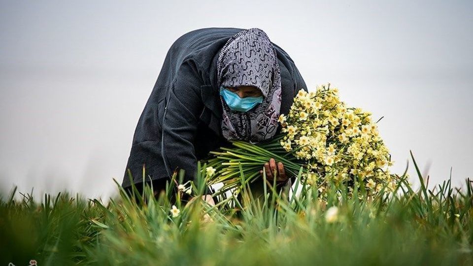 برداشت گل نرگس از مزارع مازندران