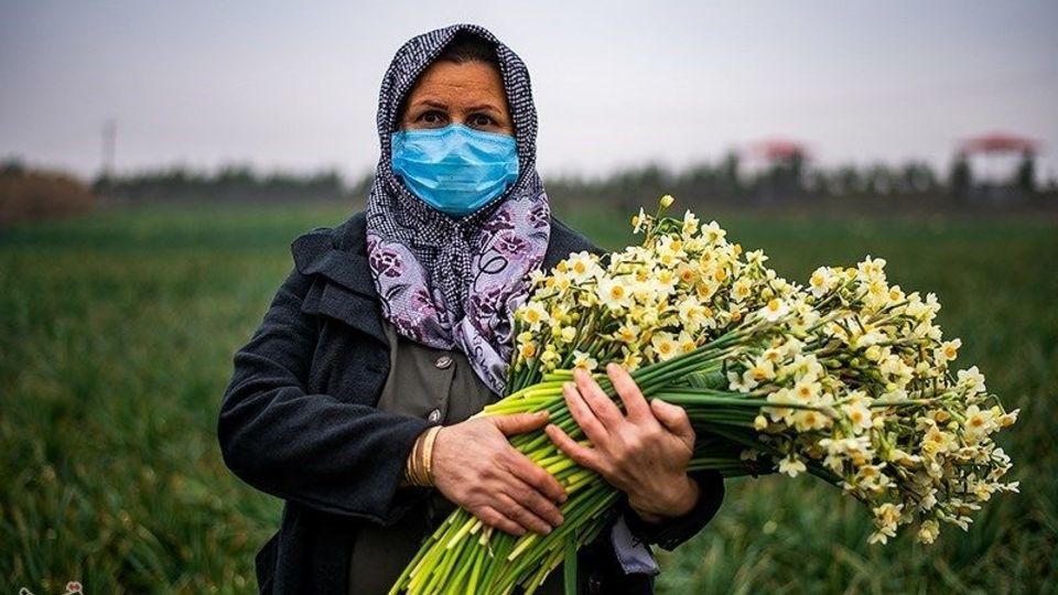 برداشت گل نرگس از مزارع مازندران