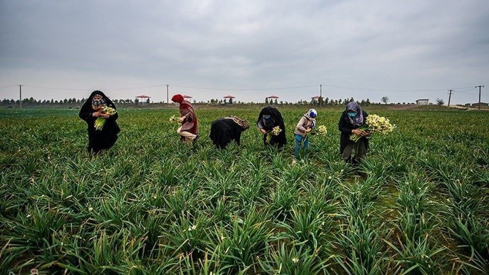 برداشت گل نرگس از مزارع مازندران