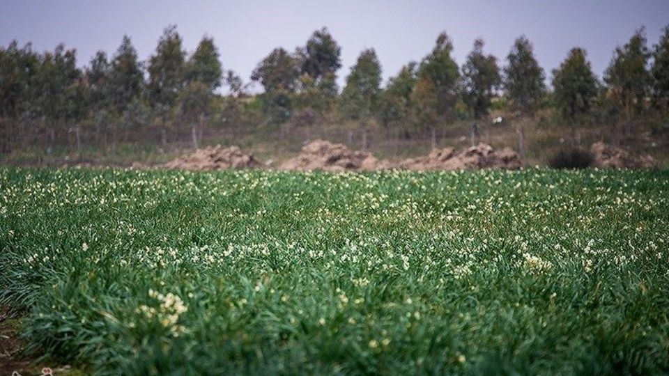 برداشت گل نرگس از مزارع مازندران