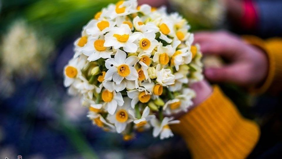 برداشت گل نرگس از مزارع مازندران