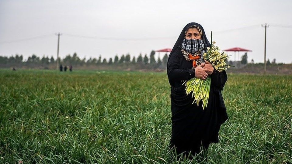 برداشت گل نرگس از مزارع مازندران