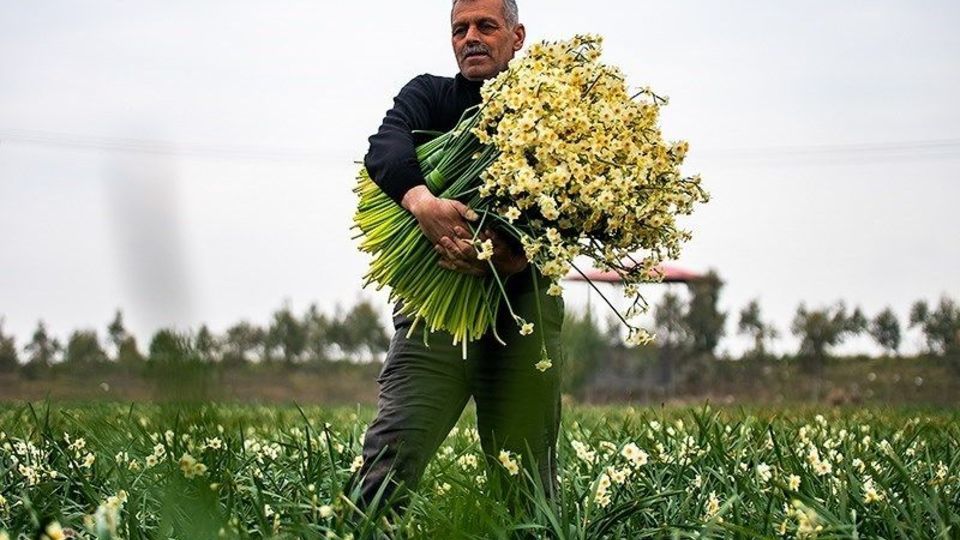 برداشت گل نرگس از مزارع مازندران
