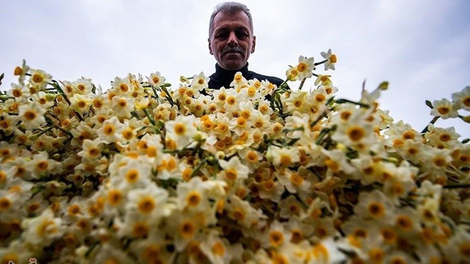 برداشت گل نرگس از مزارع مازندران