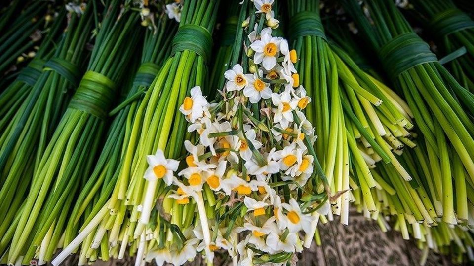 برداشت گل نرگس از مزارع مازندران