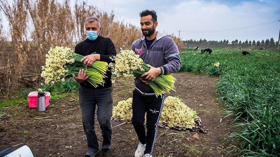 برداشت گل نرگس از مزارع مازندران