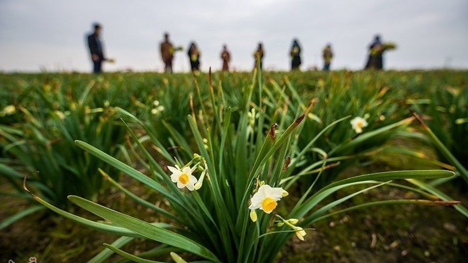 برداشت گل نرگس از مزارع مازندران